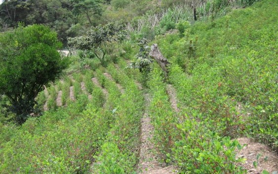 Evo Morales promulga ley que casi duplica área de cultivo de coca en Bolivia